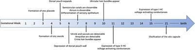 Regeneration of Hair Cells in the Human Vestibular System